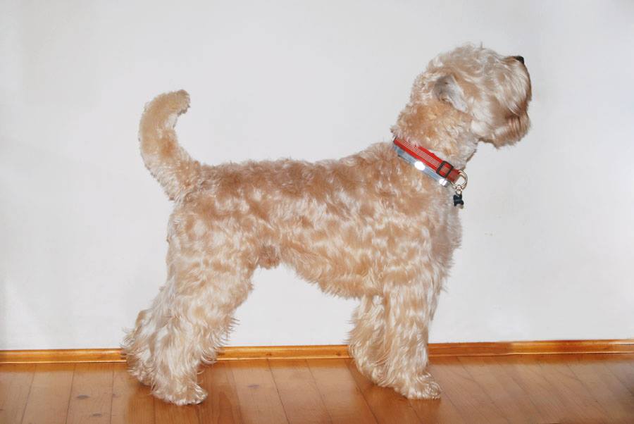 Oče mladičev / Sire of litter A BEN