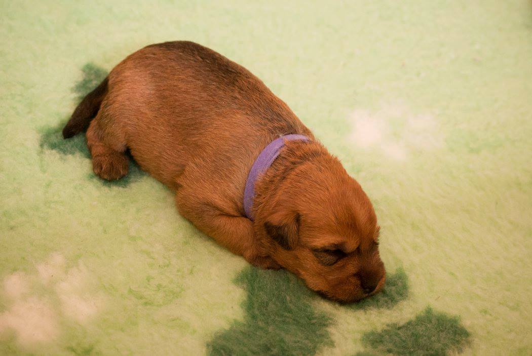 Akulina AzuraTerraloka aka Nessi, female