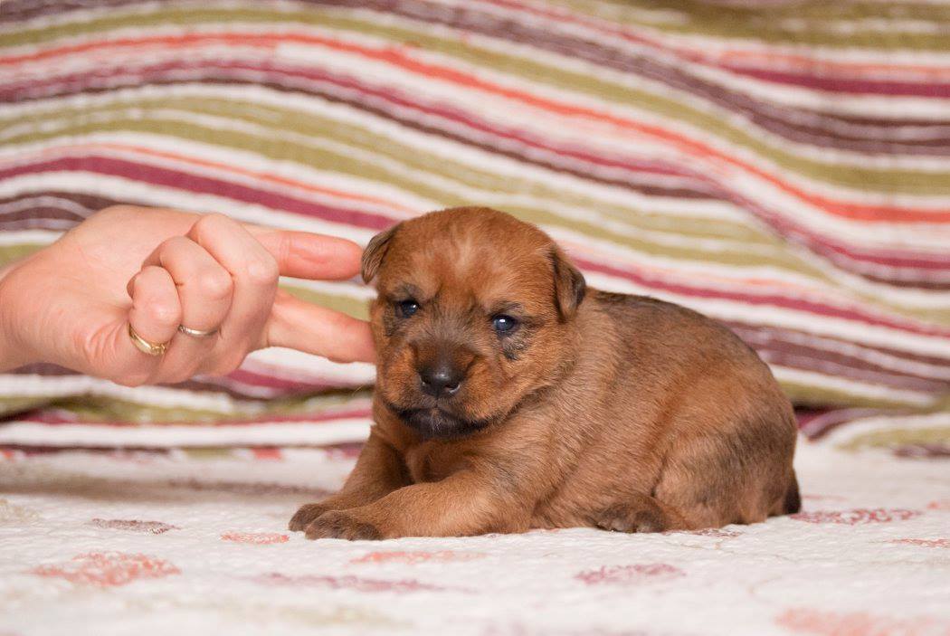 Amber Night Terraloka aka Archi, male