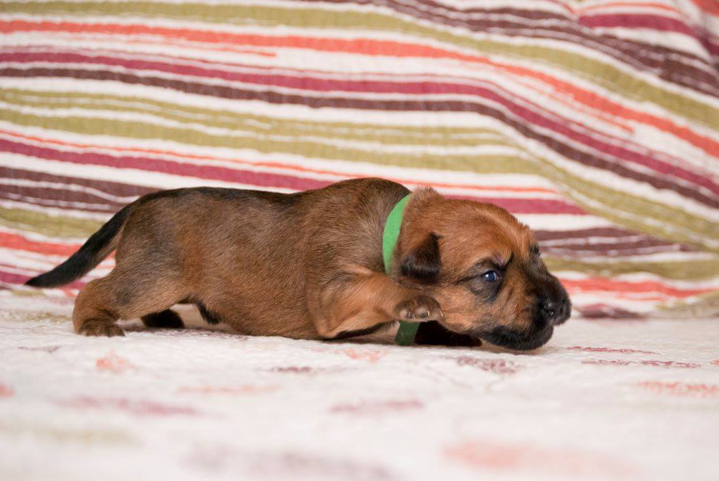 Arbat Terraloka aka Ajk