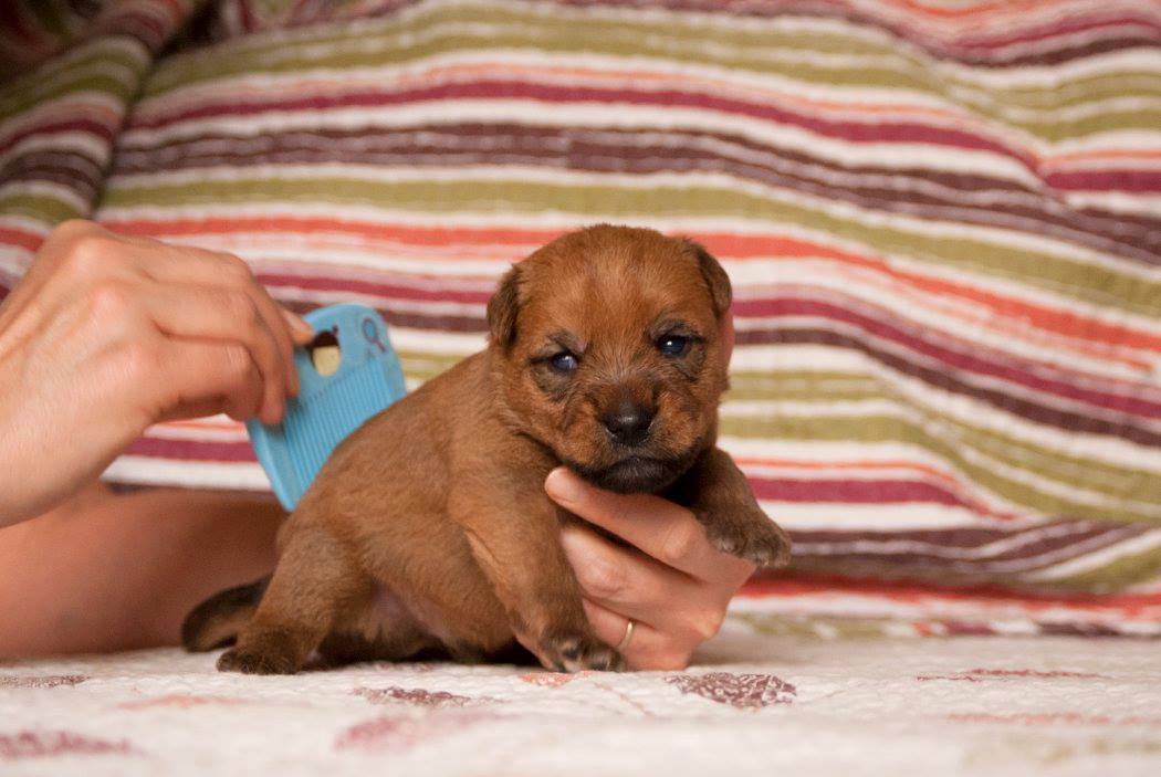 Asterix Gaelic Terraloka aka Asti