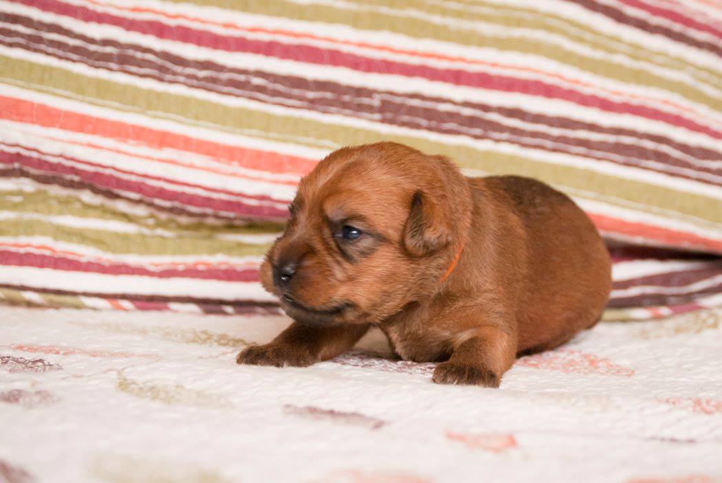 Astra Nevis Terraloka aka Lili