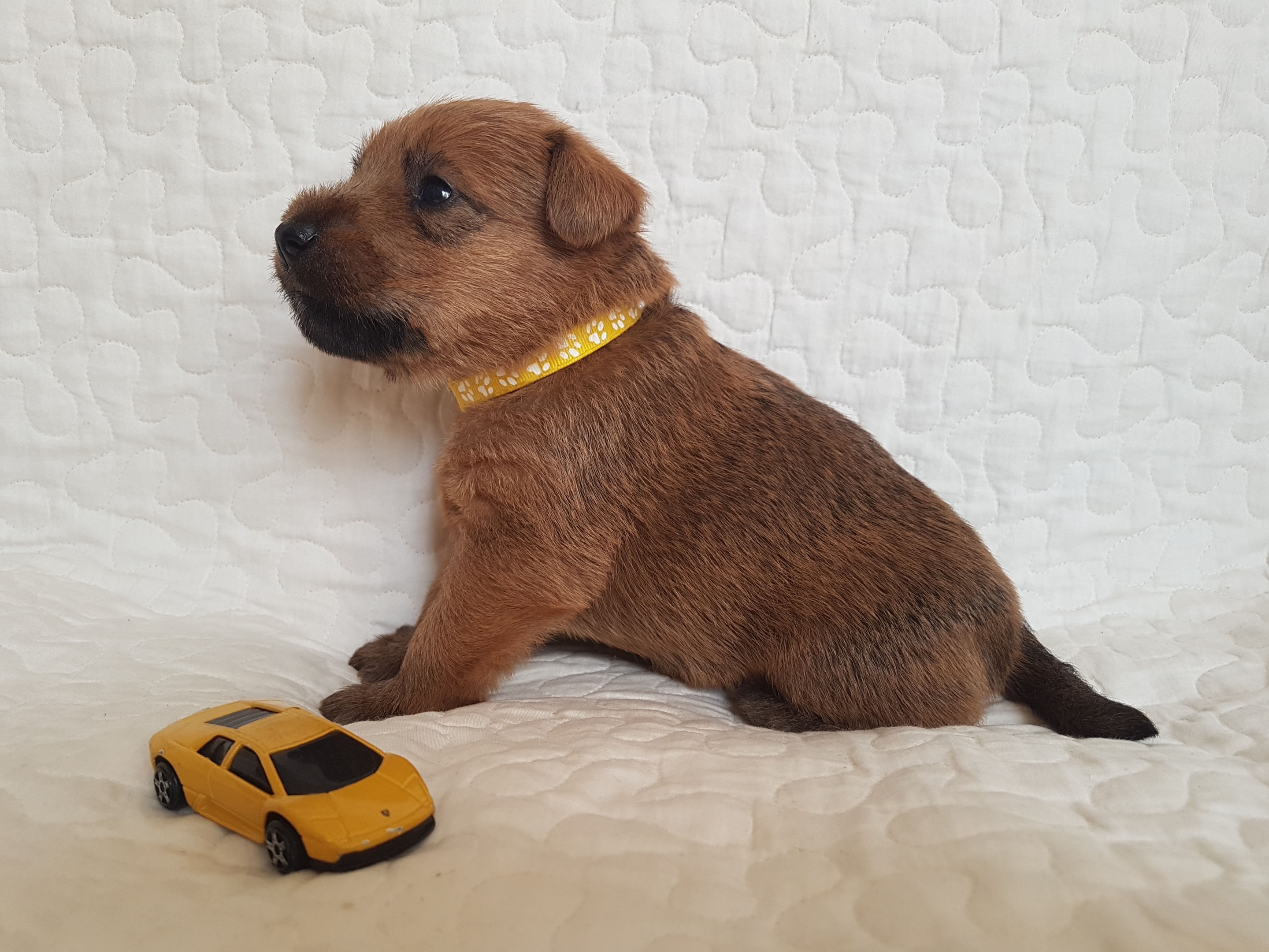 Big Badaboom Terraloka, male