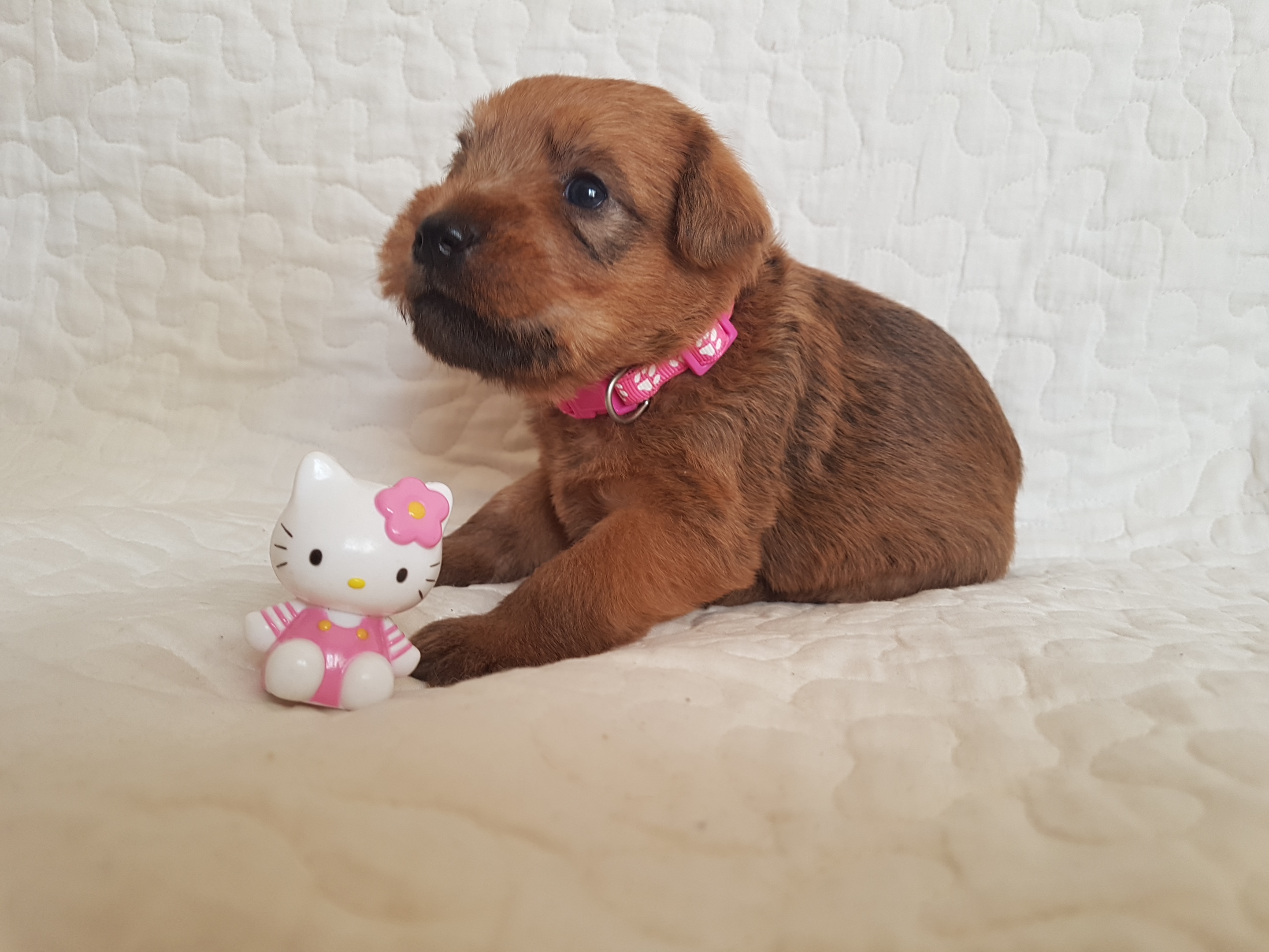 Be Chuilla Terraloka, female