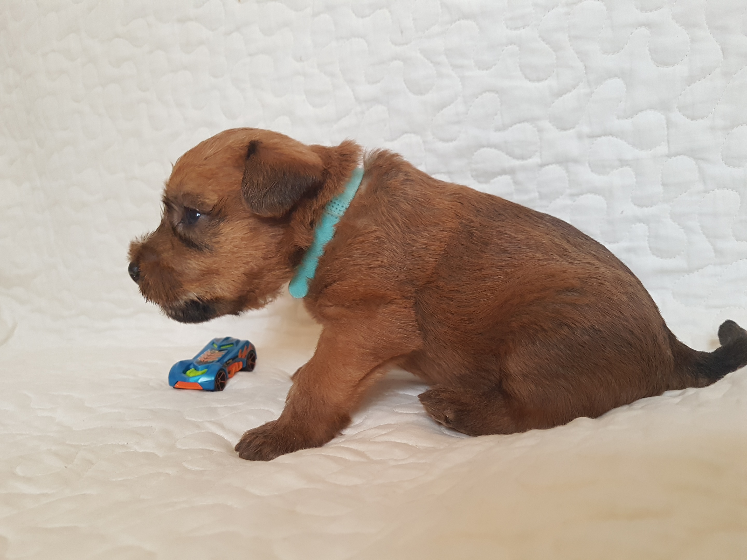 Bering Vitus Terraloka, male