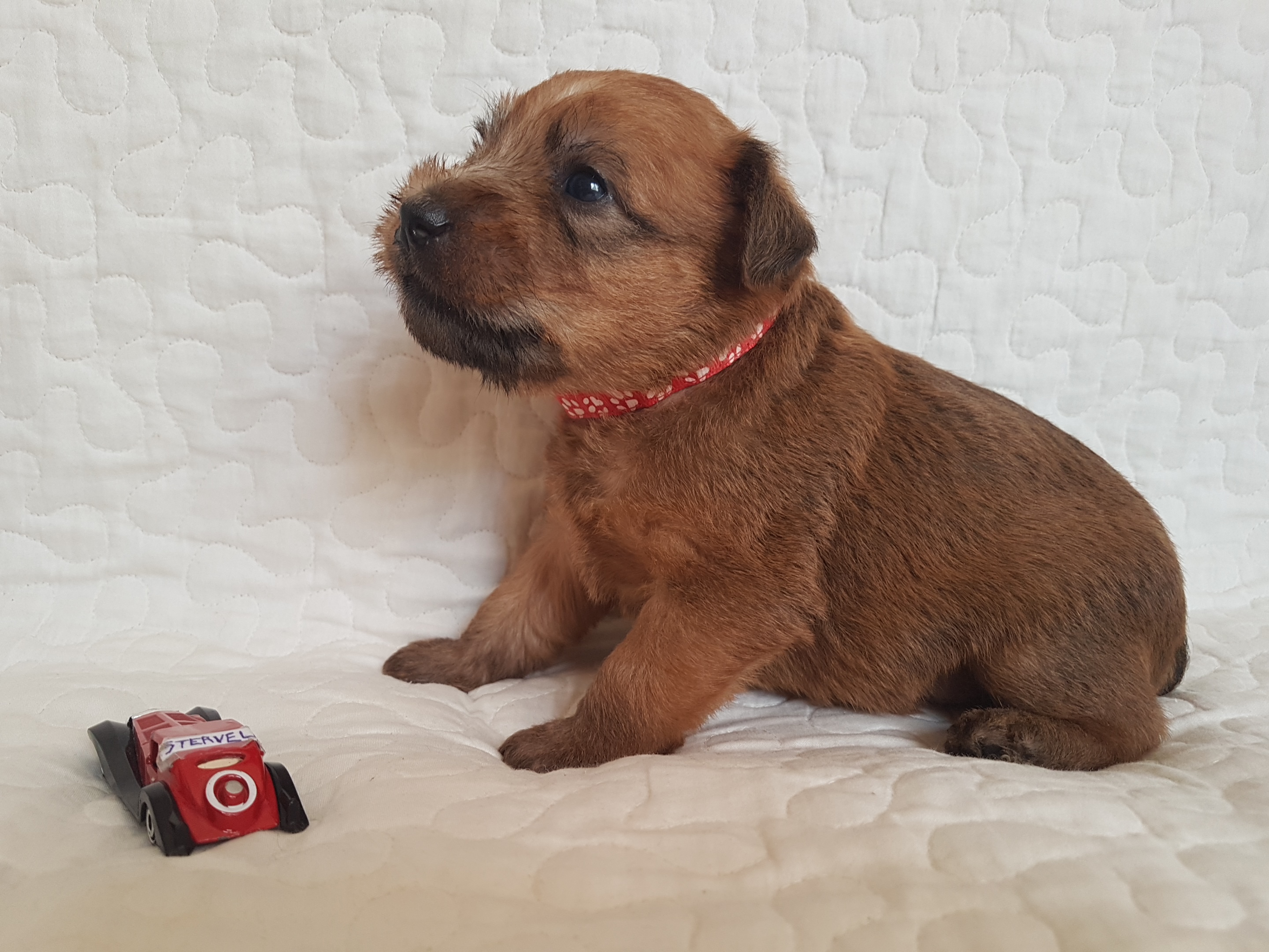 Bonifacio the Lion aka Bono, male