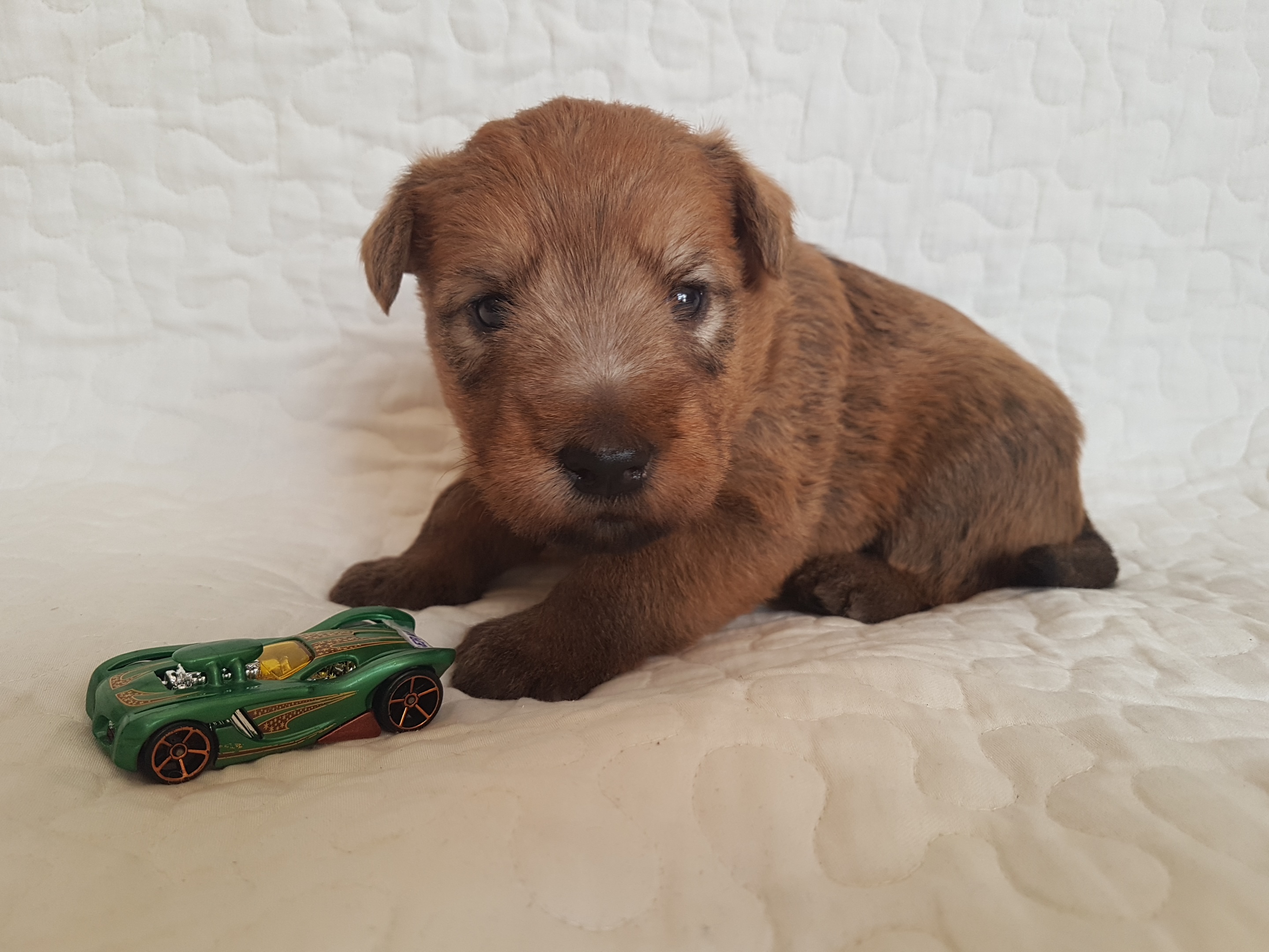 Brut de brut Terraloka, male