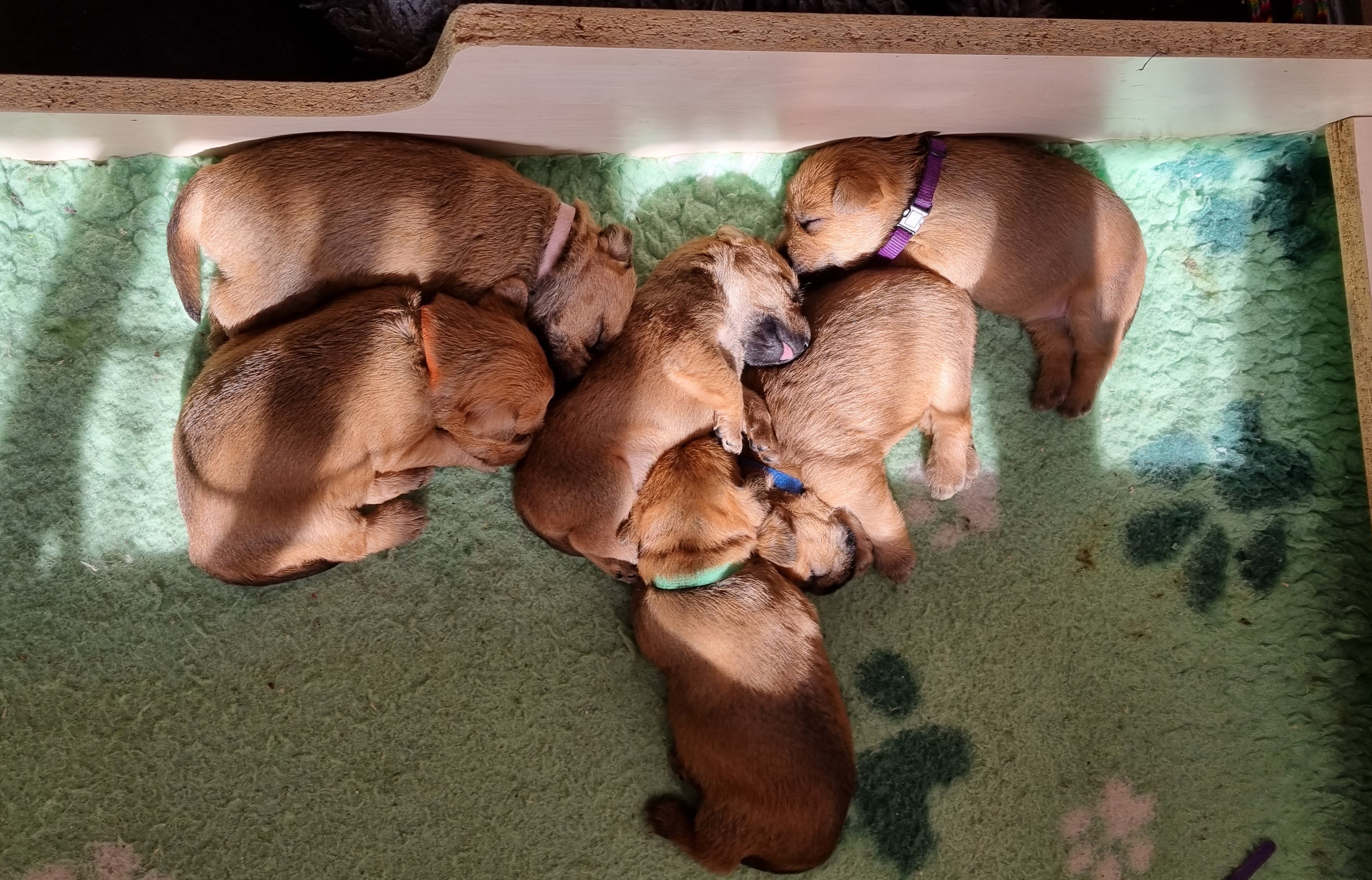 all puppies
