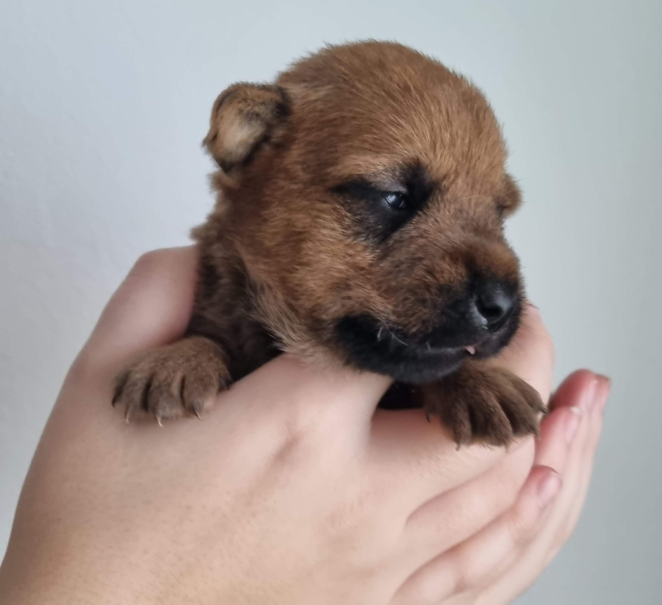 black boy - Doctor Dolittle