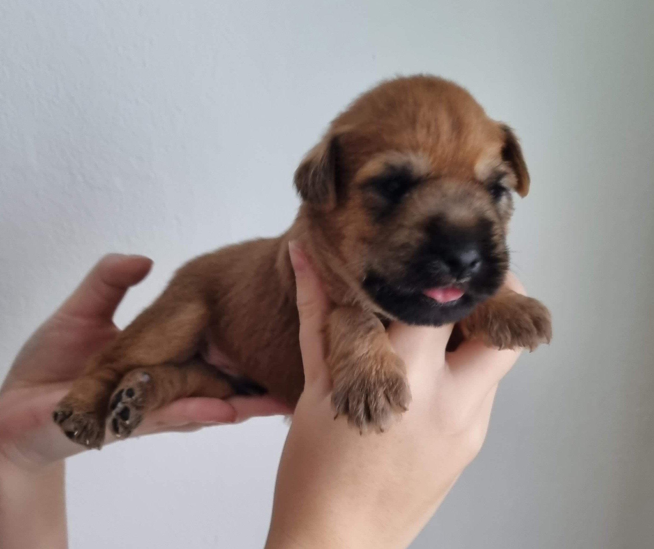 blue boy - Darling Anthony