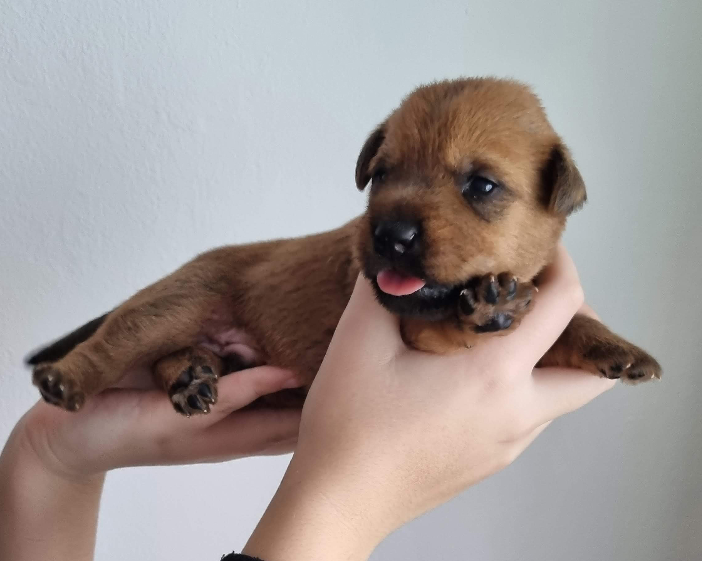 green boy - Don Kihot