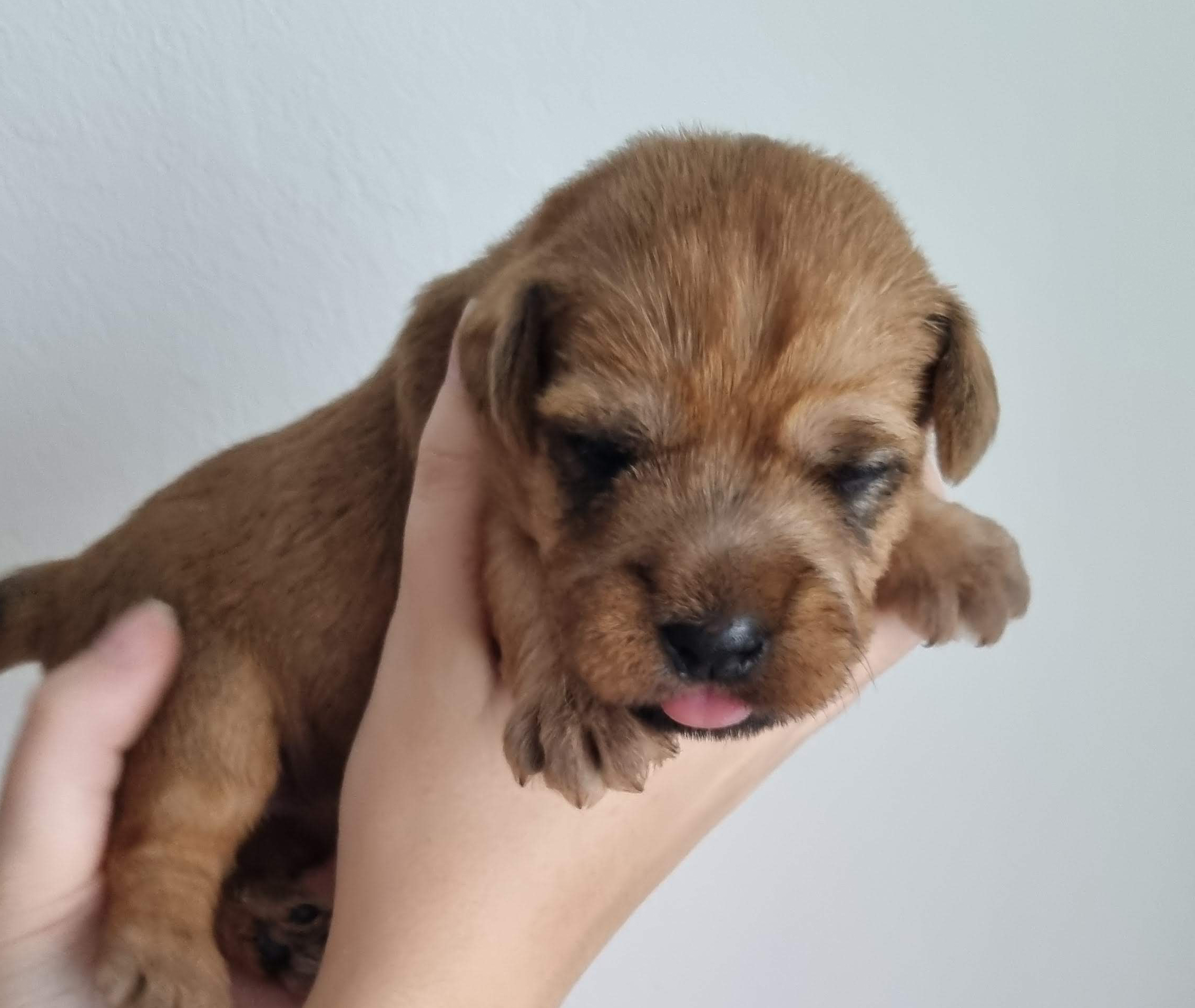 orange girl - Desdemona