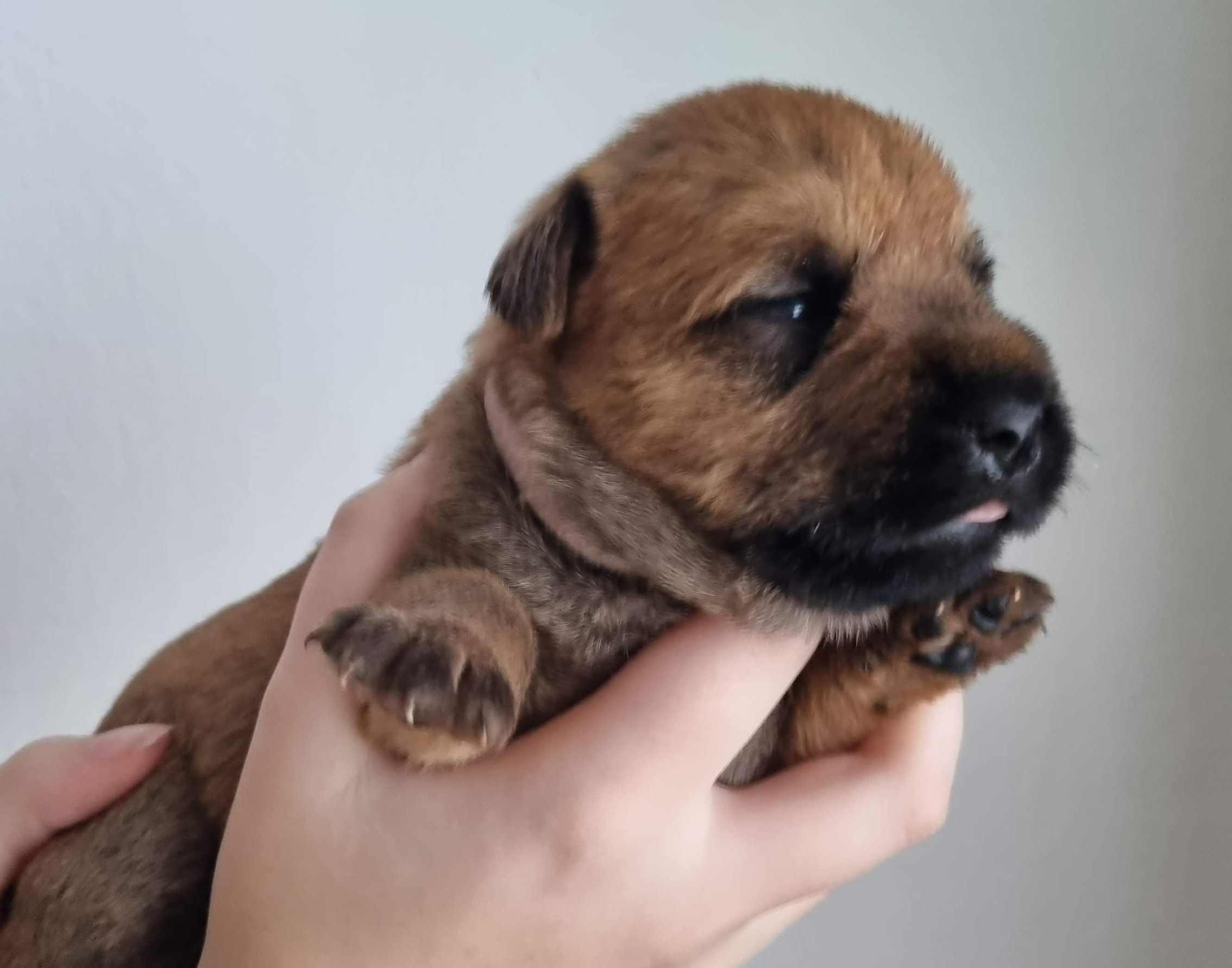 pink girl - Dulsinea