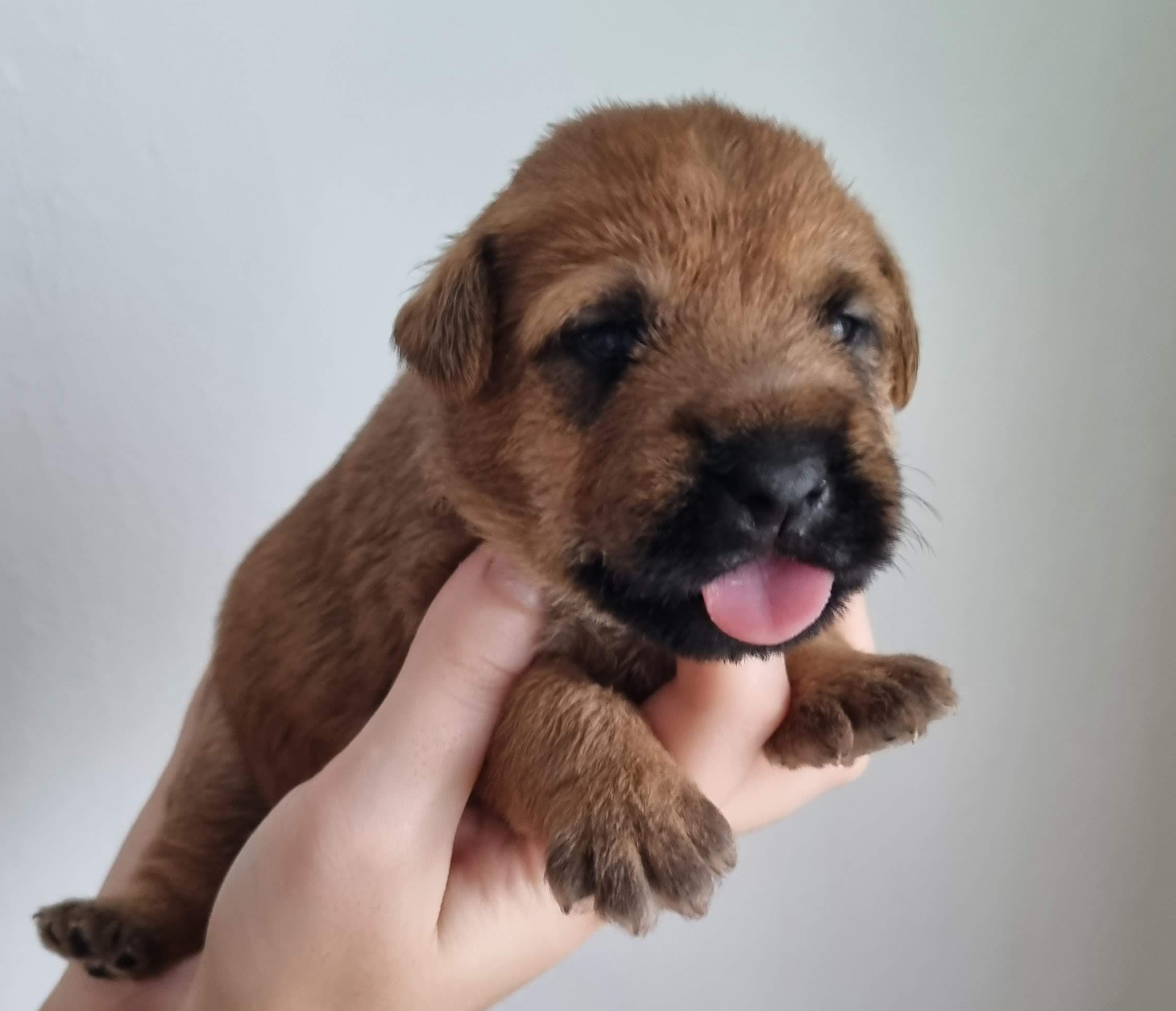 purple girl - Democratia